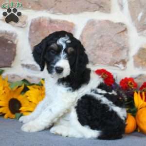 Aurora, Springerdoodle Puppy