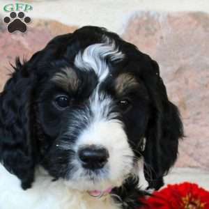 Aurora, Springerdoodle Puppy
