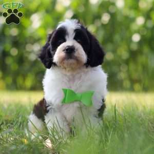 Austin, Cavapoo Puppy