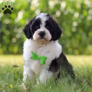 Austin, Cavapoo Puppy