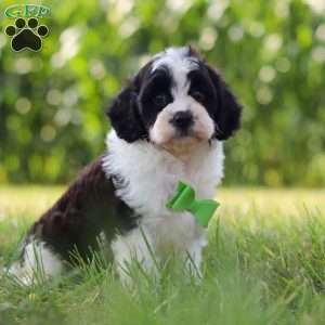 Austin, Cavapoo Puppy