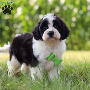 Austin, Cavapoo Puppy