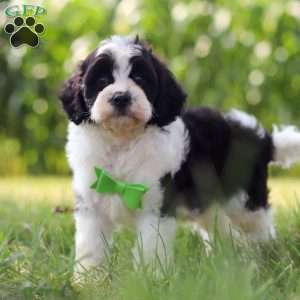 Austin, Cavapoo Puppy
