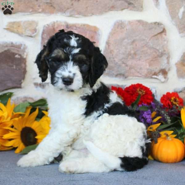 Austin, Springerdoodle Puppy