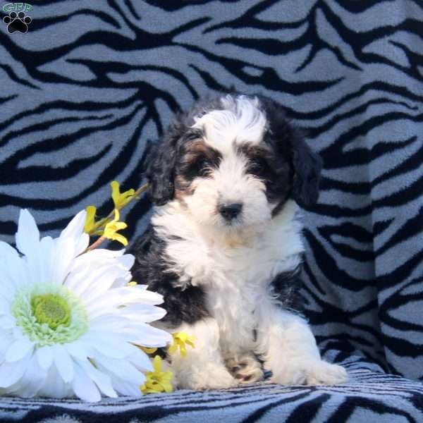 Austin, Mini Aussiedoodle Puppy