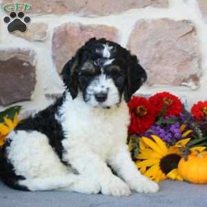 Austin, Springerdoodle Puppy