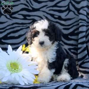 Austin, Mini Aussiedoodle Puppy