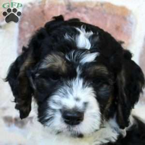 Austin, Springerdoodle Puppy