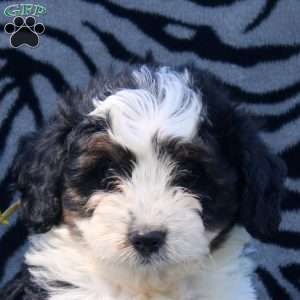 Austin, Mini Aussiedoodle Puppy