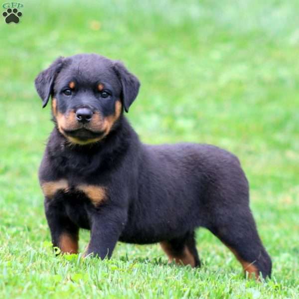 Austin, Rottweiler Puppy