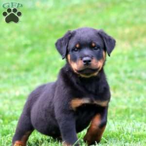 Austin, Rottweiler Puppy