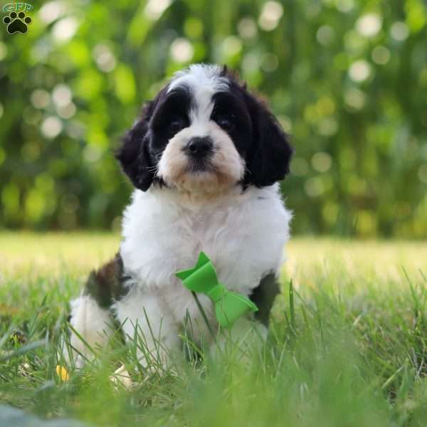 Austin, Cavapoo Puppy