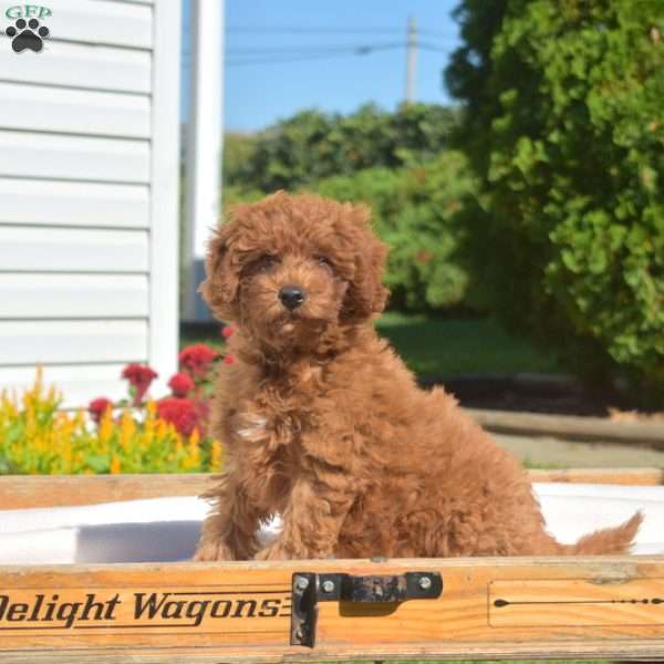 Autumn, Mini Goldendoodle Puppy