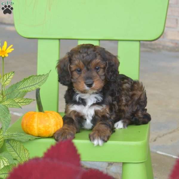 Autumn, Cavapoo Puppy