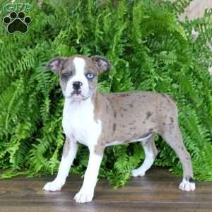 Autumn, Boston Terrier Puppy
