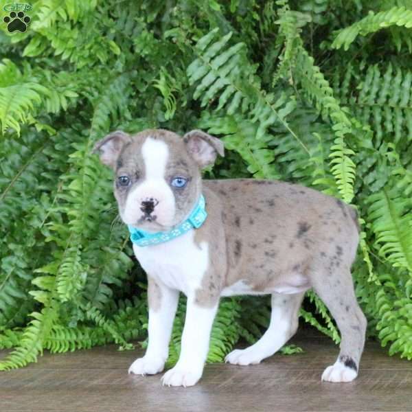 Autumn, Boston Terrier Puppy
