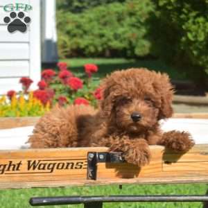 Autumn, Mini Goldendoodle Puppy