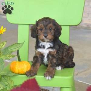Autumn, Cavapoo Puppy