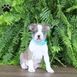 Autumn, Boston Terrier Puppy