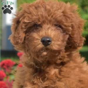 Autumn, Mini Goldendoodle Puppy