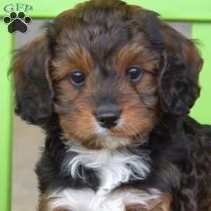 Autumn, Cavapoo Puppy