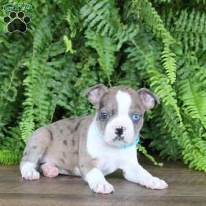 Autumn, Boston Terrier Puppy