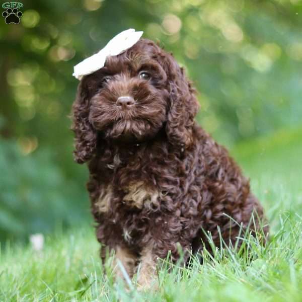 Ava, Cockapoo Puppy