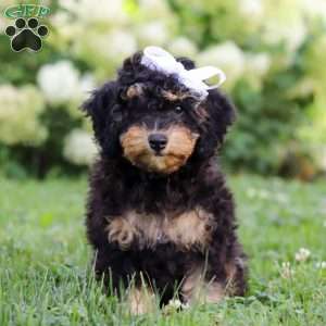 Ava, Bernedoodle Puppy