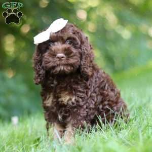 Ava, Cockapoo Puppy