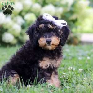 Ava, Bernedoodle Puppy