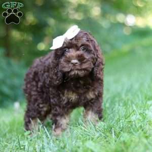 Ava, Cockapoo Puppy
