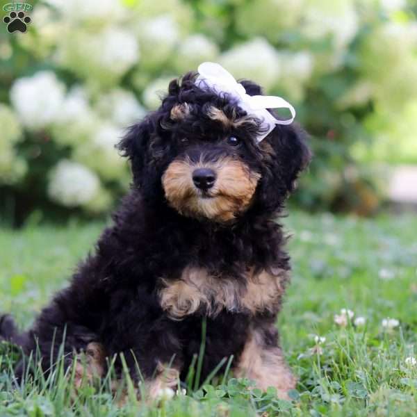 Ava, Bernedoodle Puppy