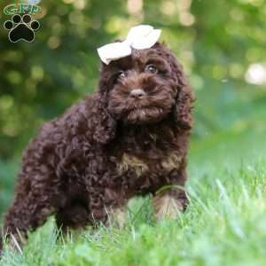 Ava, Cockapoo Puppy