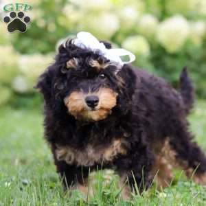 Ava, Bernedoodle Puppy