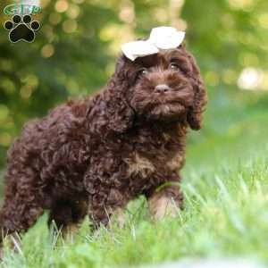 Ava, Cockapoo Puppy
