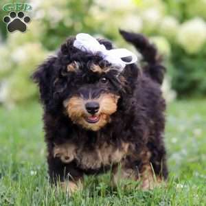 Ava, Bernedoodle Puppy