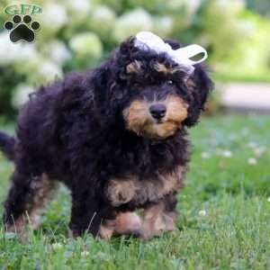 Ava, Bernedoodle Puppy