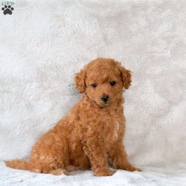 Ava, Toy Poodle Puppy
