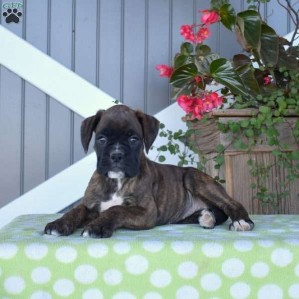 Ava, Boxer Puppy