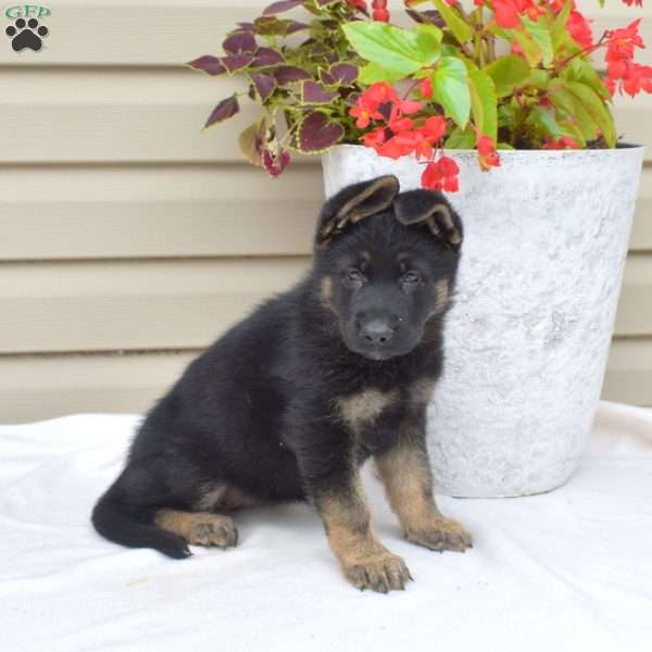 Ava, German Shepherd Puppy