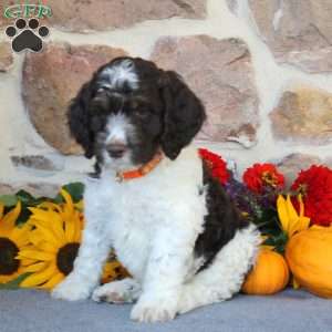 Ava, Springerdoodle Puppy