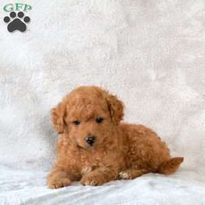 Ava, Toy Poodle Puppy