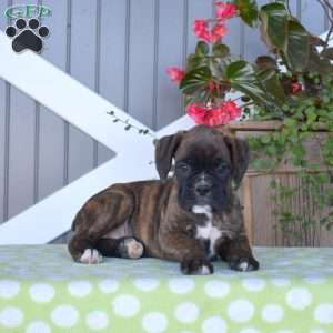 Ava, Boxer Puppy