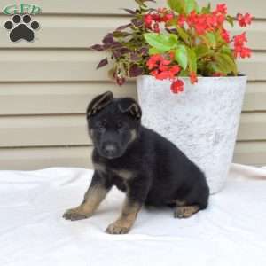 Ava, German Shepherd Puppy