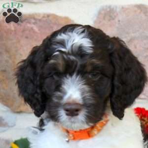 Ava, Springerdoodle Puppy
