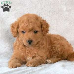 Ava, Toy Poodle Puppy