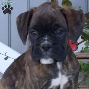 Ava, Boxer Puppy