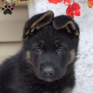 Ava, German Shepherd Puppy