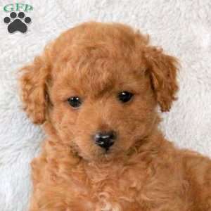 Ava, Toy Poodle Puppy
