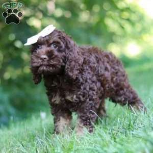 Ava, Cockapoo Puppy